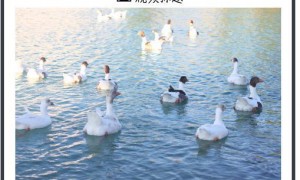 下一代擎天柱要来了？马斯克：年底会有“史诗级震撼”的演示