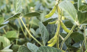 中国不买大豆美国慌了，为何中国大豆消费能力这么强？