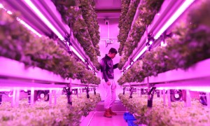 高质量发展效用释放，拼多多或再投千亿扶持商家