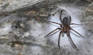 科学家发现世界上最大蛛网超100平米，网中有超11万只蜘蛛