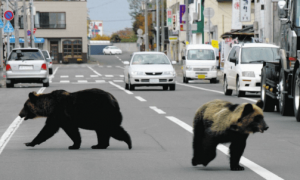 日媒：今年4月至10月日本已有近万头熊被捕杀，创历史最多记录